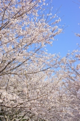 桜、乱れ咲き