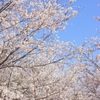桜、乱れ咲き
