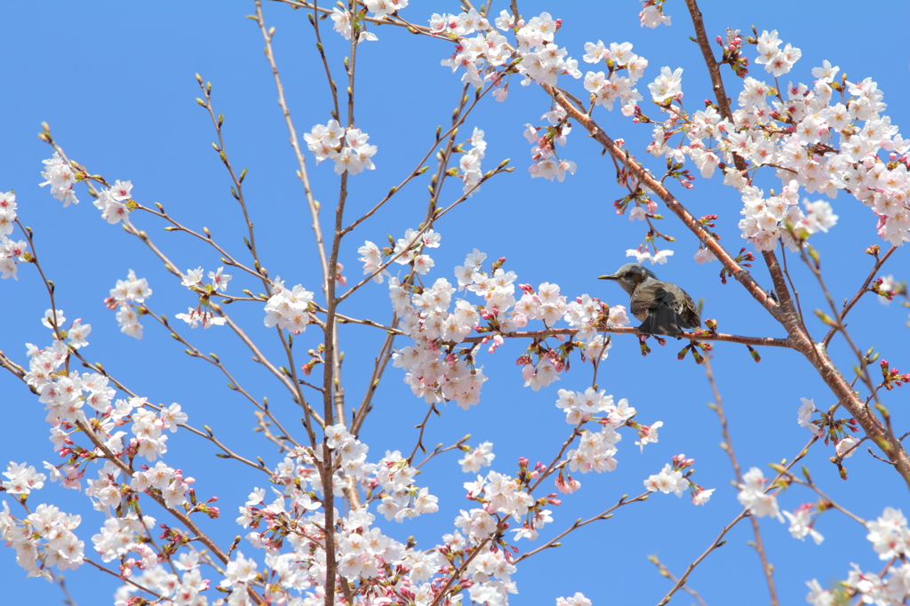 桜と鳥