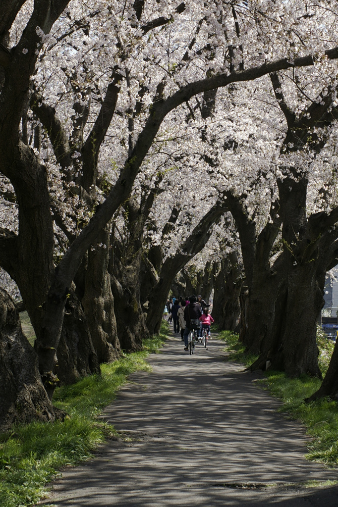 桜トンネル