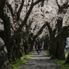 桜トンネル