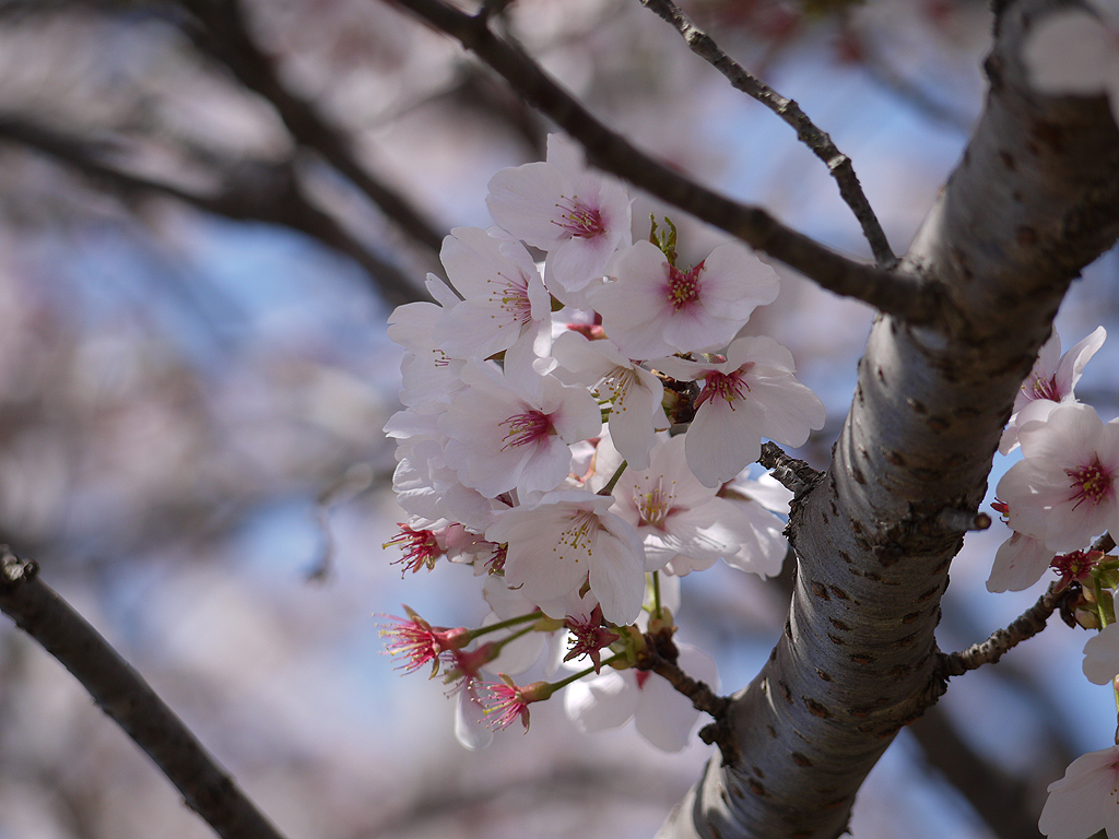 桜