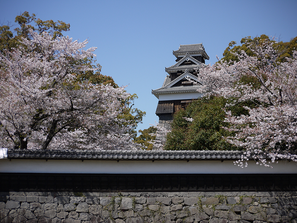 お城と桜