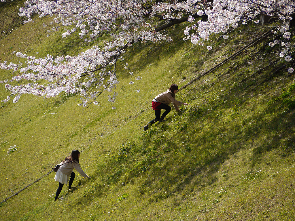 桜坂？