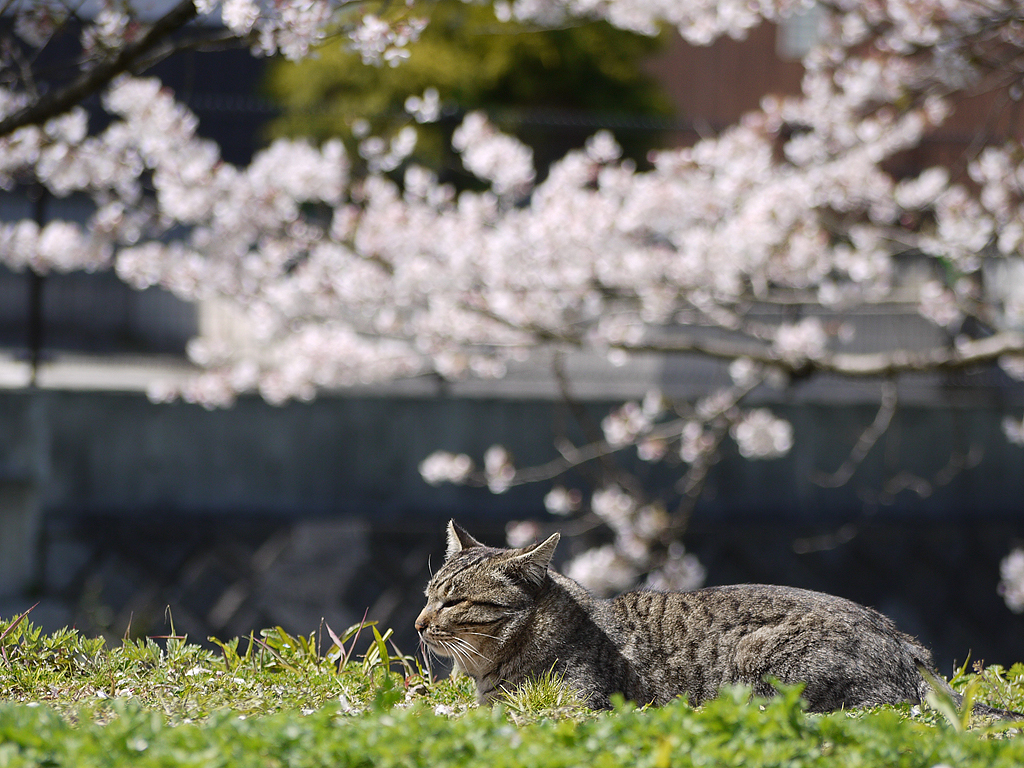 猫と桜