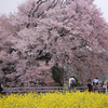 一心行の大桜