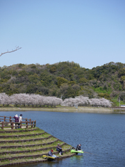 桜と池と釣り人
