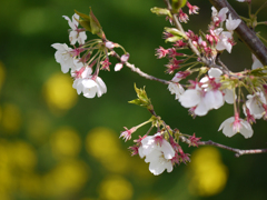 桜と菜の花