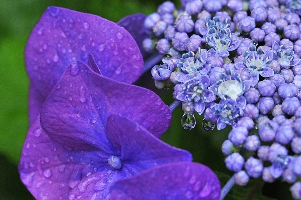 雨雫