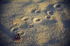 Footprints