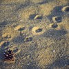 Footprints