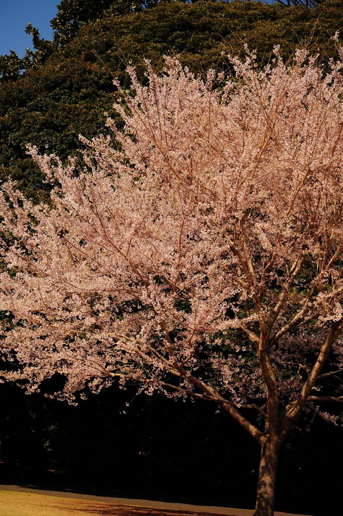 初めての桜