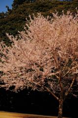 初めての桜