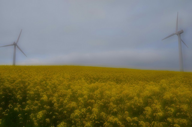 菜の花と風車