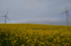 菜の花と風車