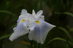 城北菖蒲園2012