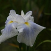 城北菖蒲園2012