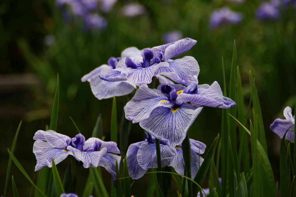 城北菖蒲園2012