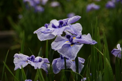 城北菖蒲園2012
