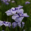 城北菖蒲園2012