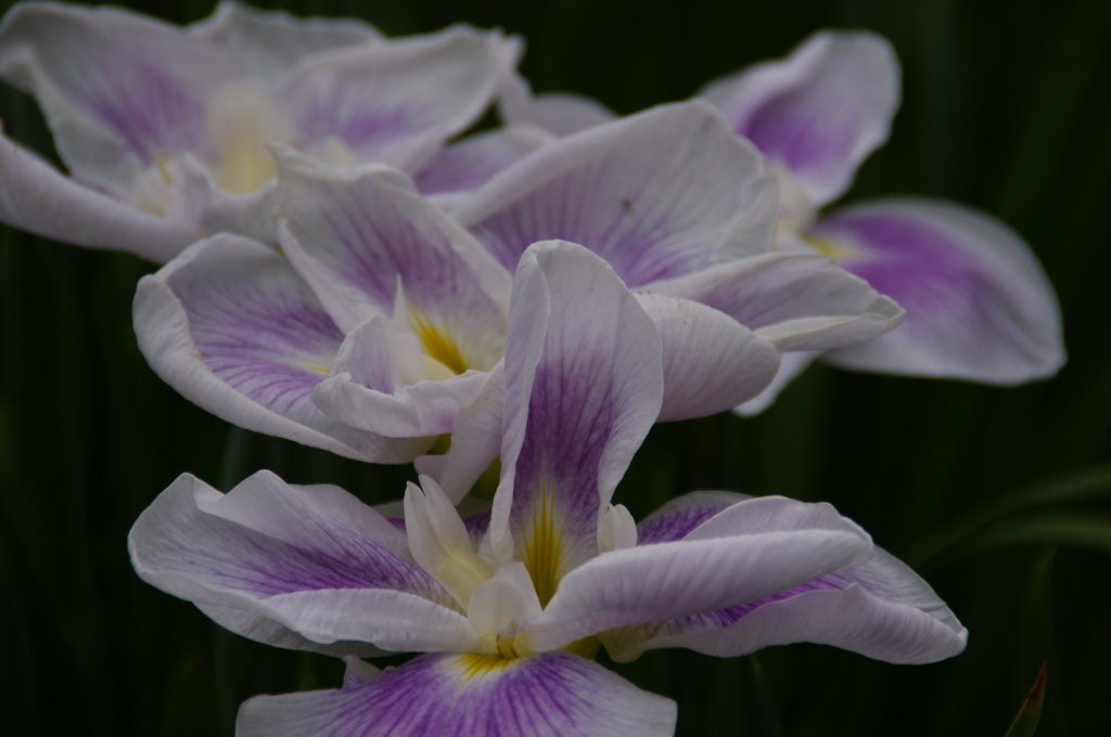 城北菖蒲園2012