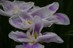 城北菖蒲園2012