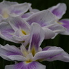 城北菖蒲園2012
