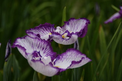 城北菖蒲園2012