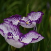城北菖蒲園2012