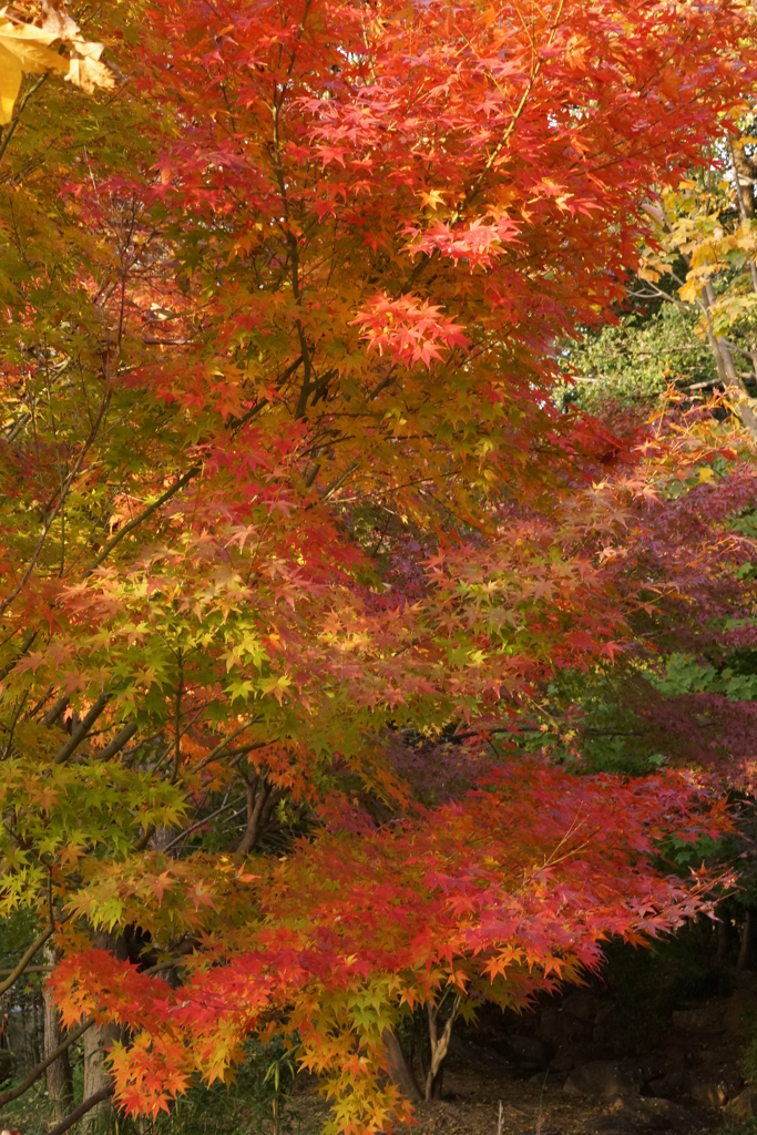 大川端の紅葉04