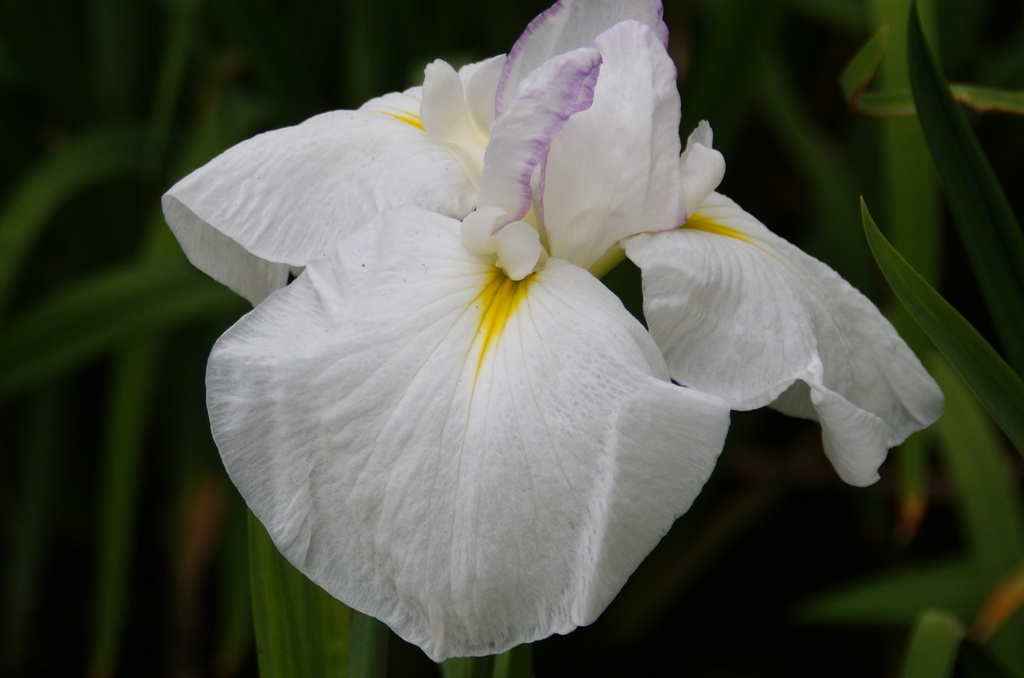 城北菖蒲園2012