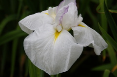 城北菖蒲園2012