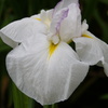 城北菖蒲園2012