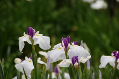 城北菖蒲園2012