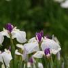 城北菖蒲園2012