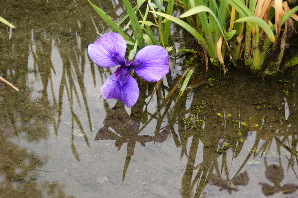 城北菖蒲園2012