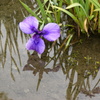 城北菖蒲園2012
