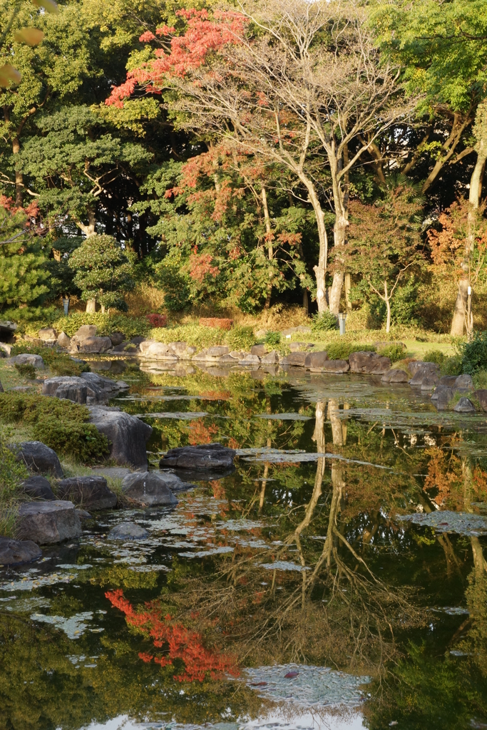 大川端の紅葉03