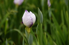 城北菖蒲園2012