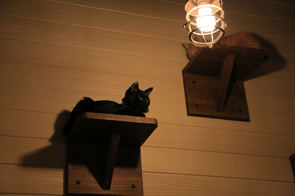 黒猫