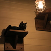 黒猫