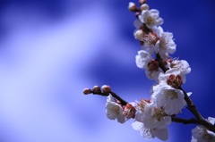 3月の梅の花