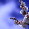 3月の梅の花