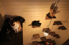 猫の家