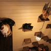 猫の家