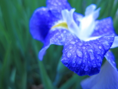 雨に濡れて