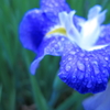 雨に濡れて