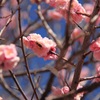 梅の花は蜜の味