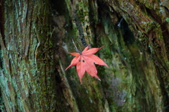 囚われ