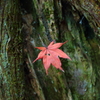 囚われ